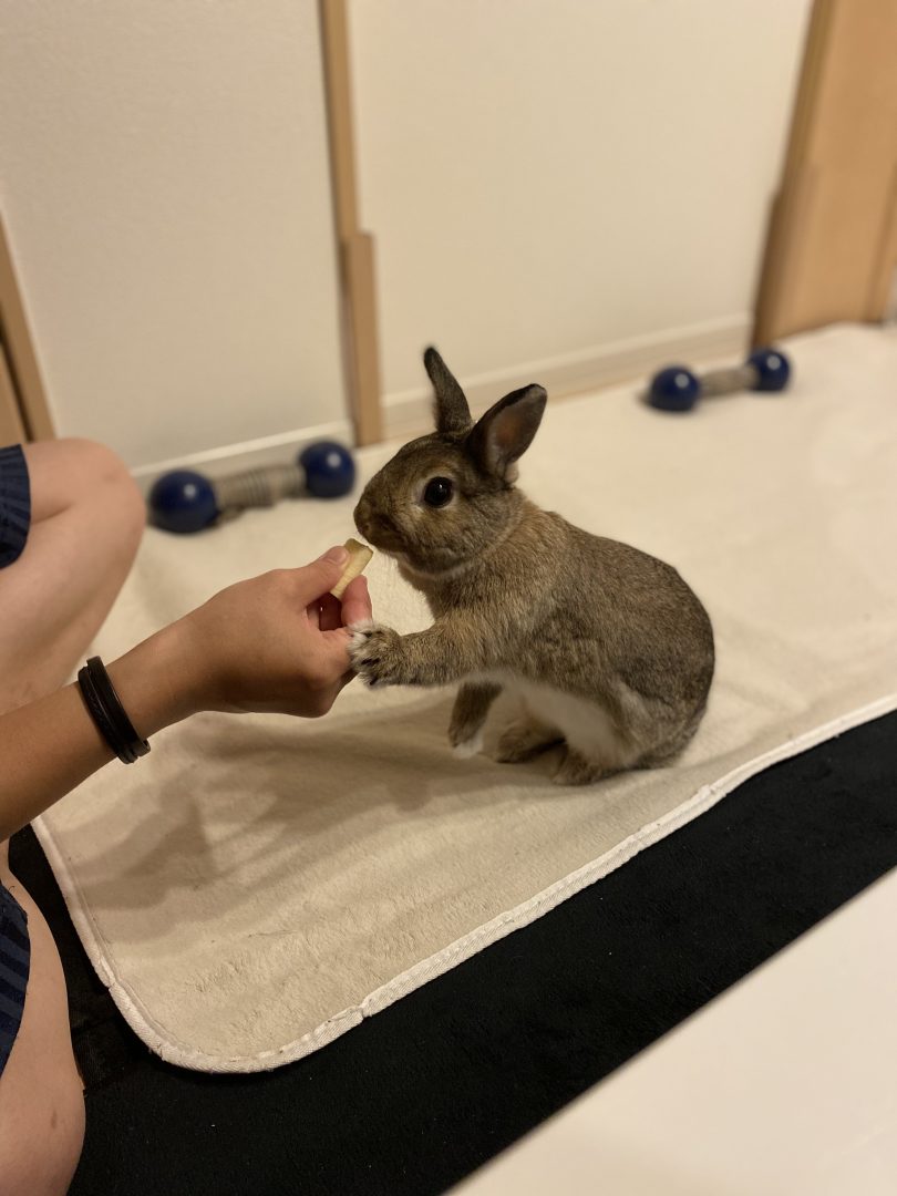 うさぎの食べ物、鋼商はペットにやさしいリフォーム工事をしています、長野