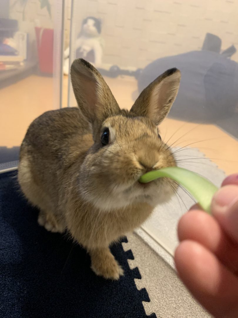 うさぎの食べ物、鋼商はペットにやさしいリフォーム工事をしています、長野