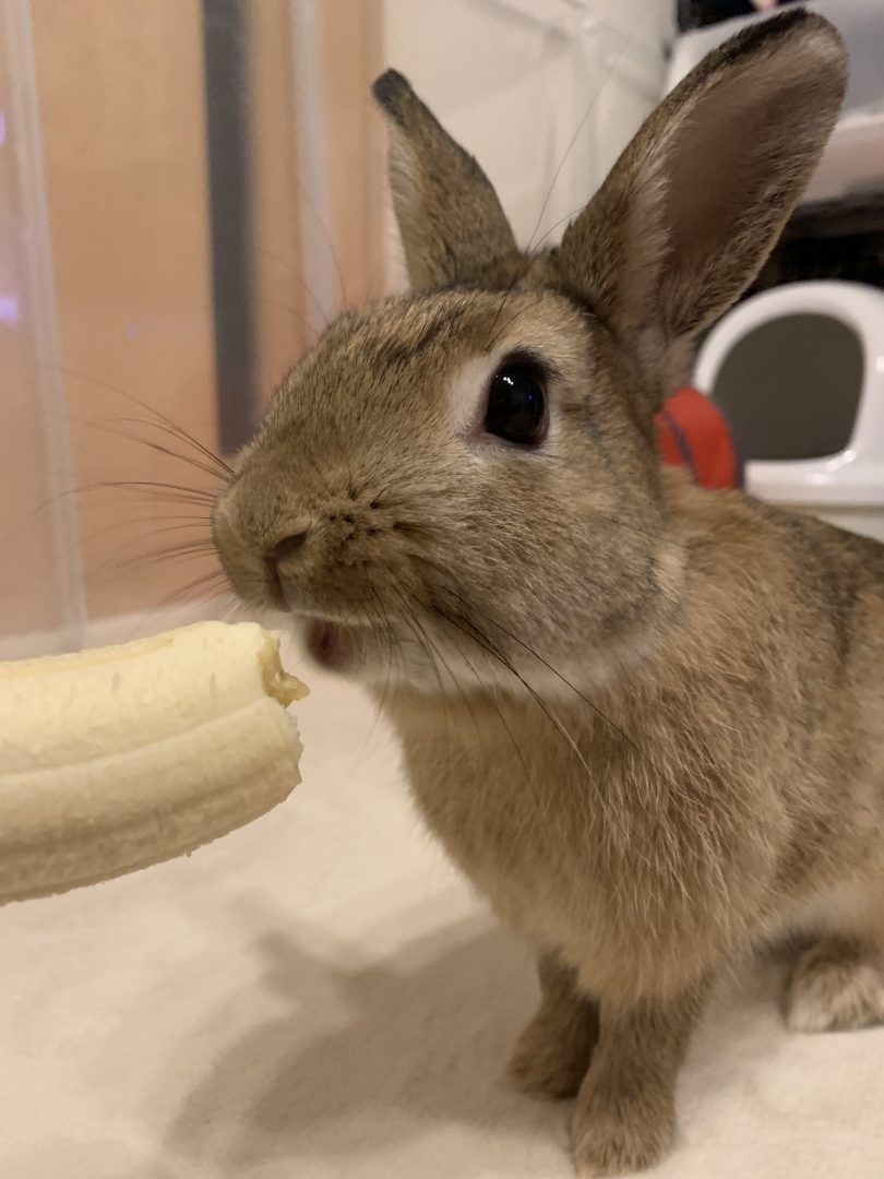 うさぎの食べ物、鋼商はペットにやさしいリフォーム工事をしています、長野