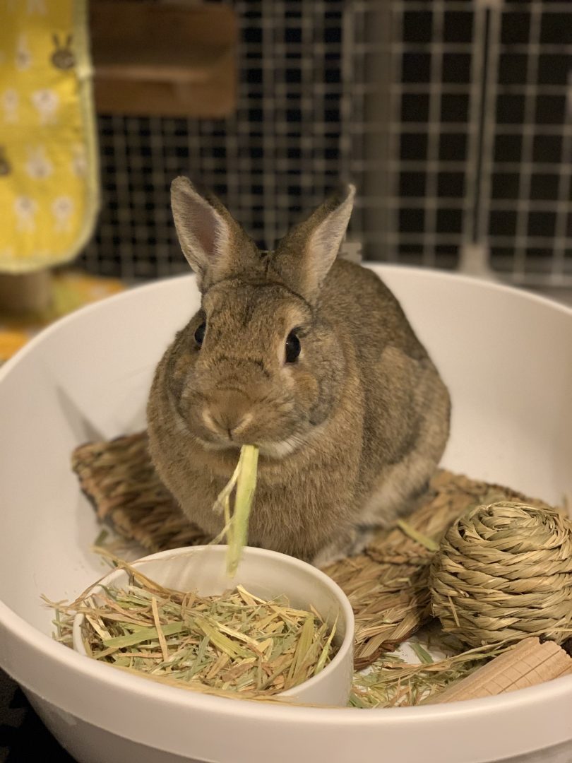 うさぎの食べ物、鋼商はペットにやさしいリフォーム工事をしています、長野