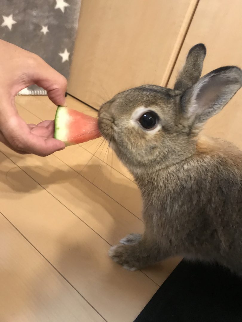 うさぎの食べ物、鋼商はペットにやさしいリフォーム工事をしています、長野